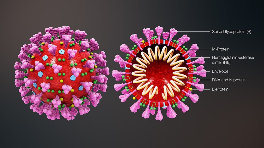 2020.03.07 coronavirus_structure